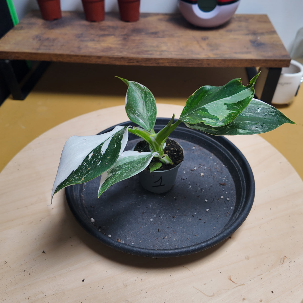 Philodendron white wizzard