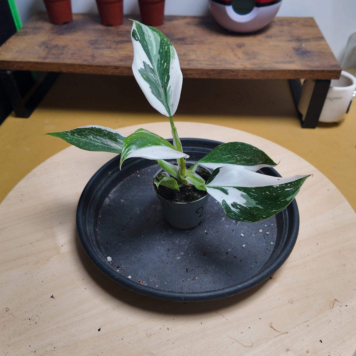 Philodendron white wizzard
