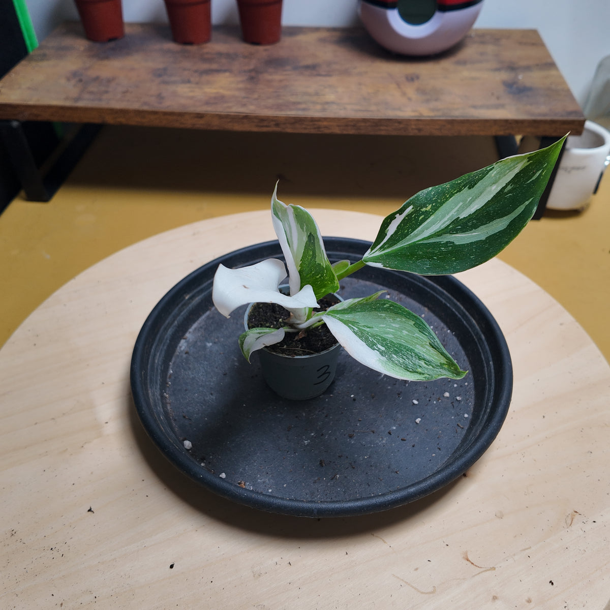 Philodendron white wizzard