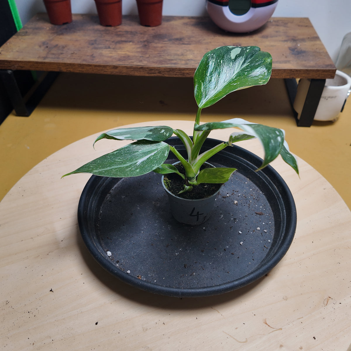 Philodendron white wizzard