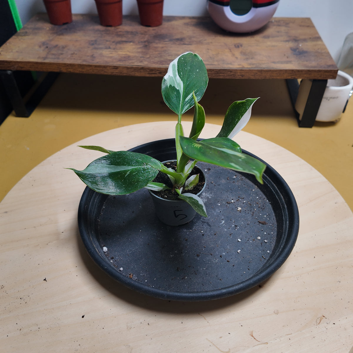 Philodendron white wizzard