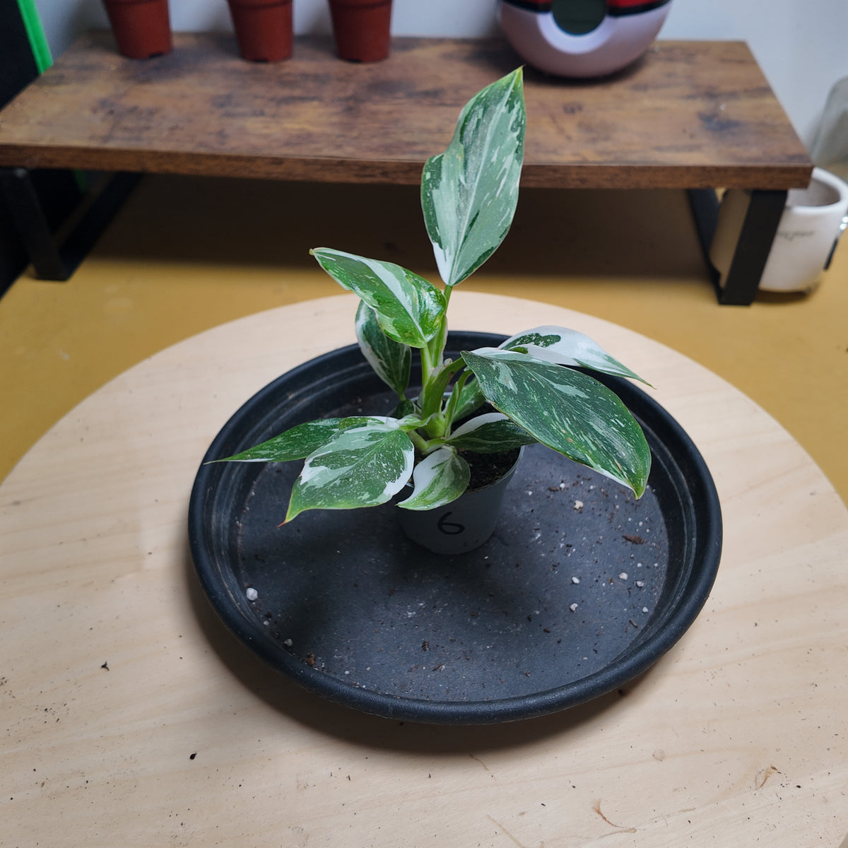 Philodendron white wizzard
