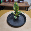 Phidodendron green congo
