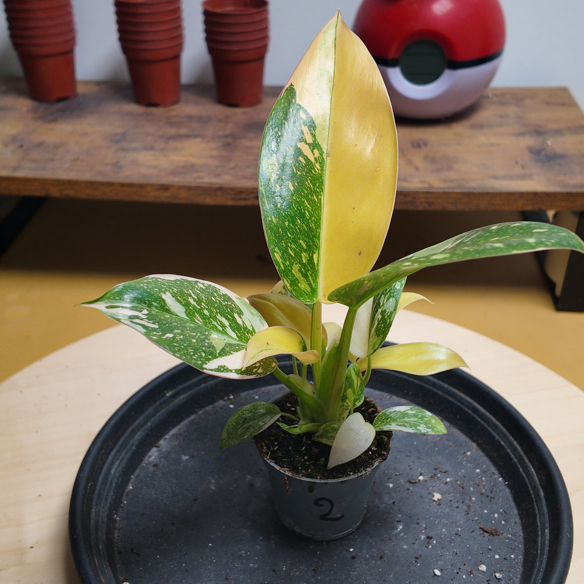 Phidodendron green congo