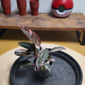 Philodendron pink princess marble