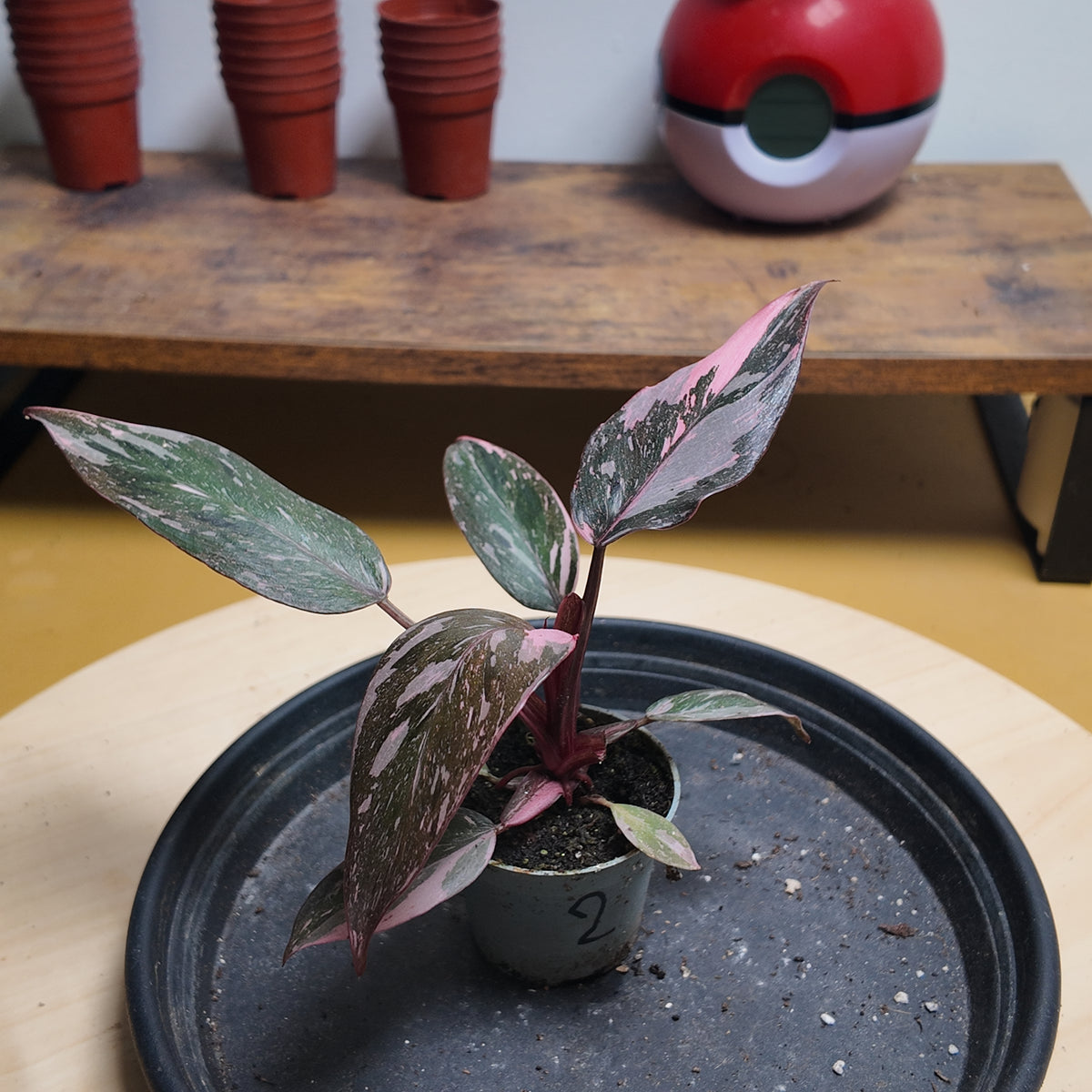 Philodendron pink princess marble