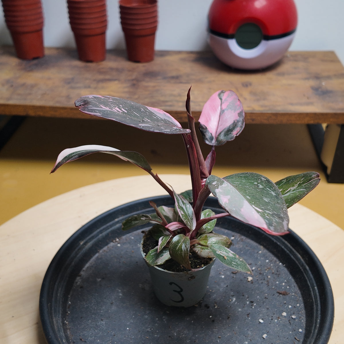 Philodendron pink princess marble