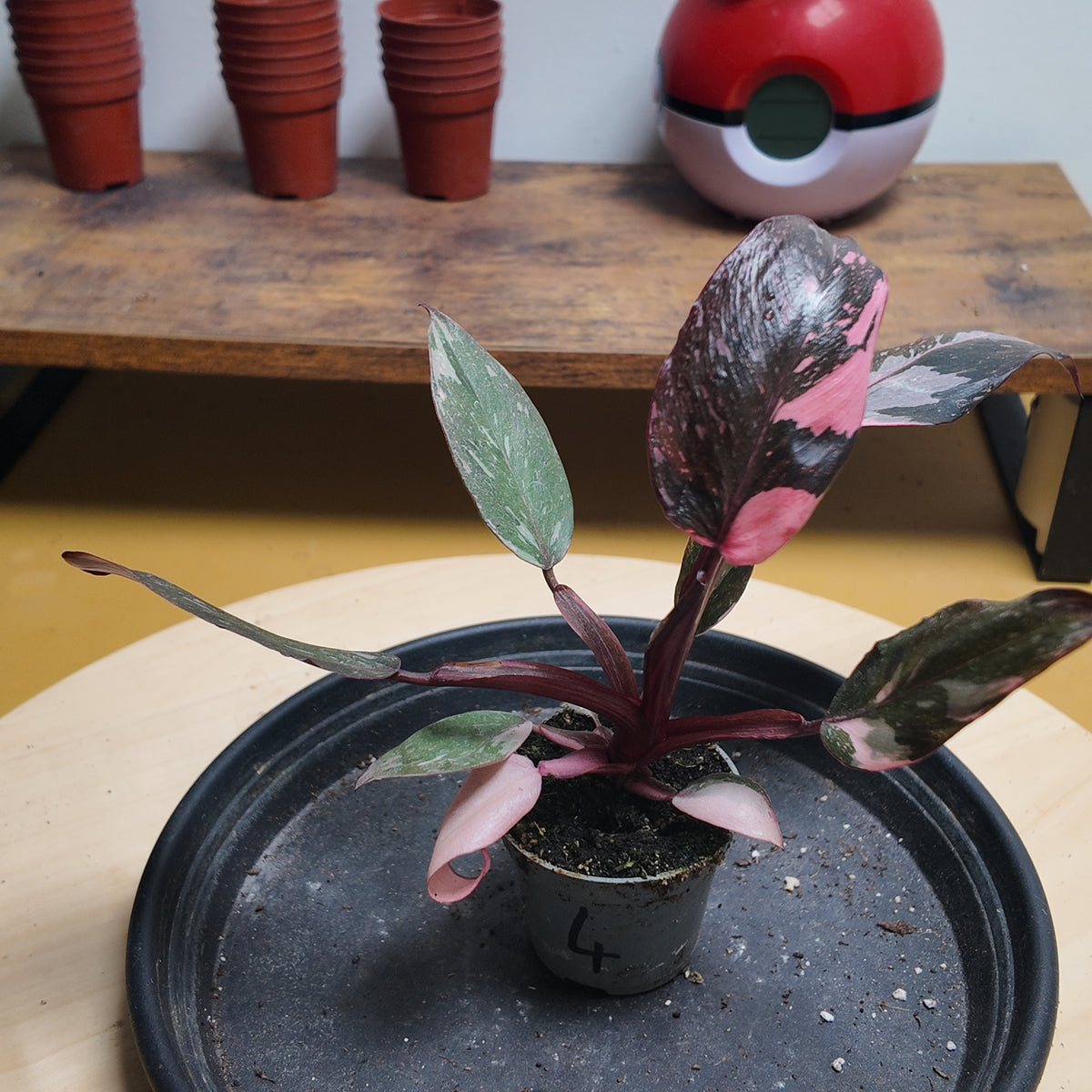 Philodendron pink princess marble
