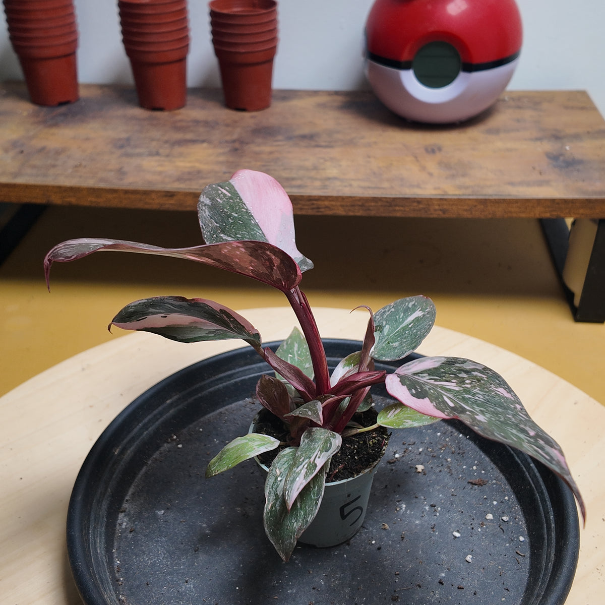 Philodendron pink princess marble