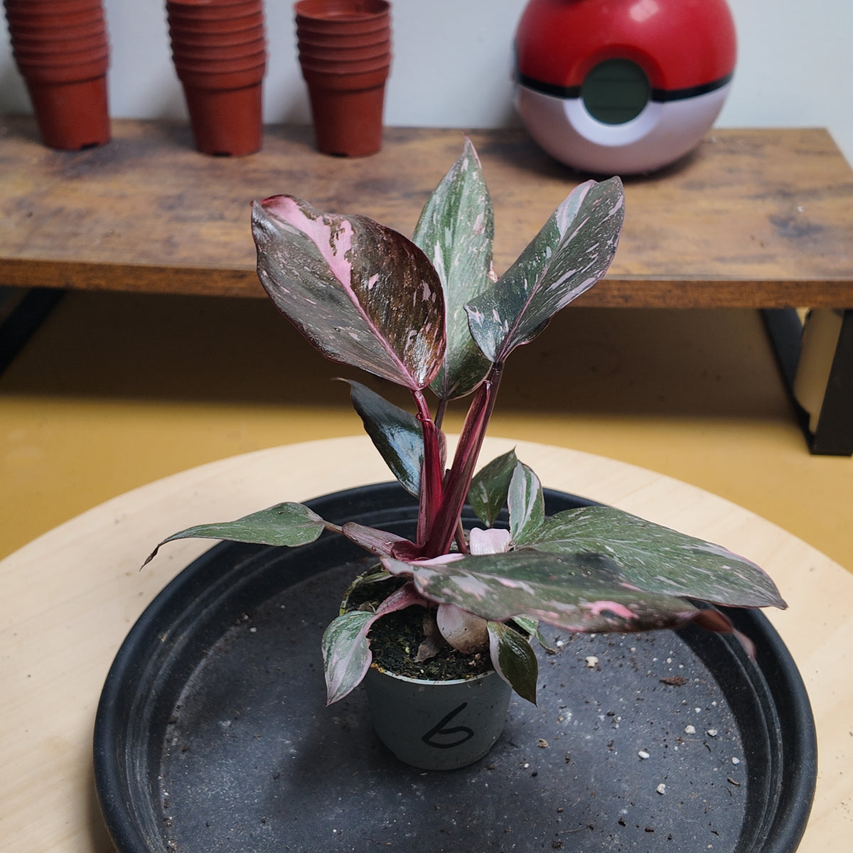 Philodendron pink princess marble