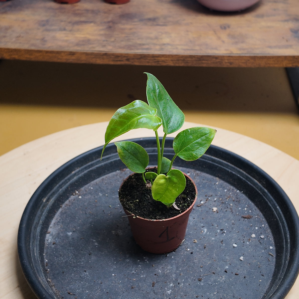 Anthurium vitchii