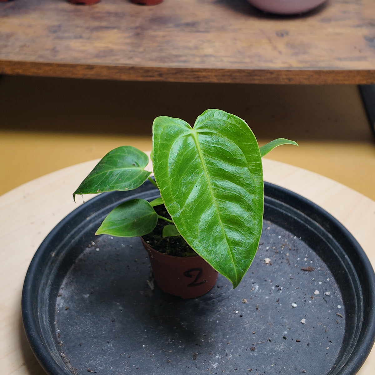 Anthurium vitchii