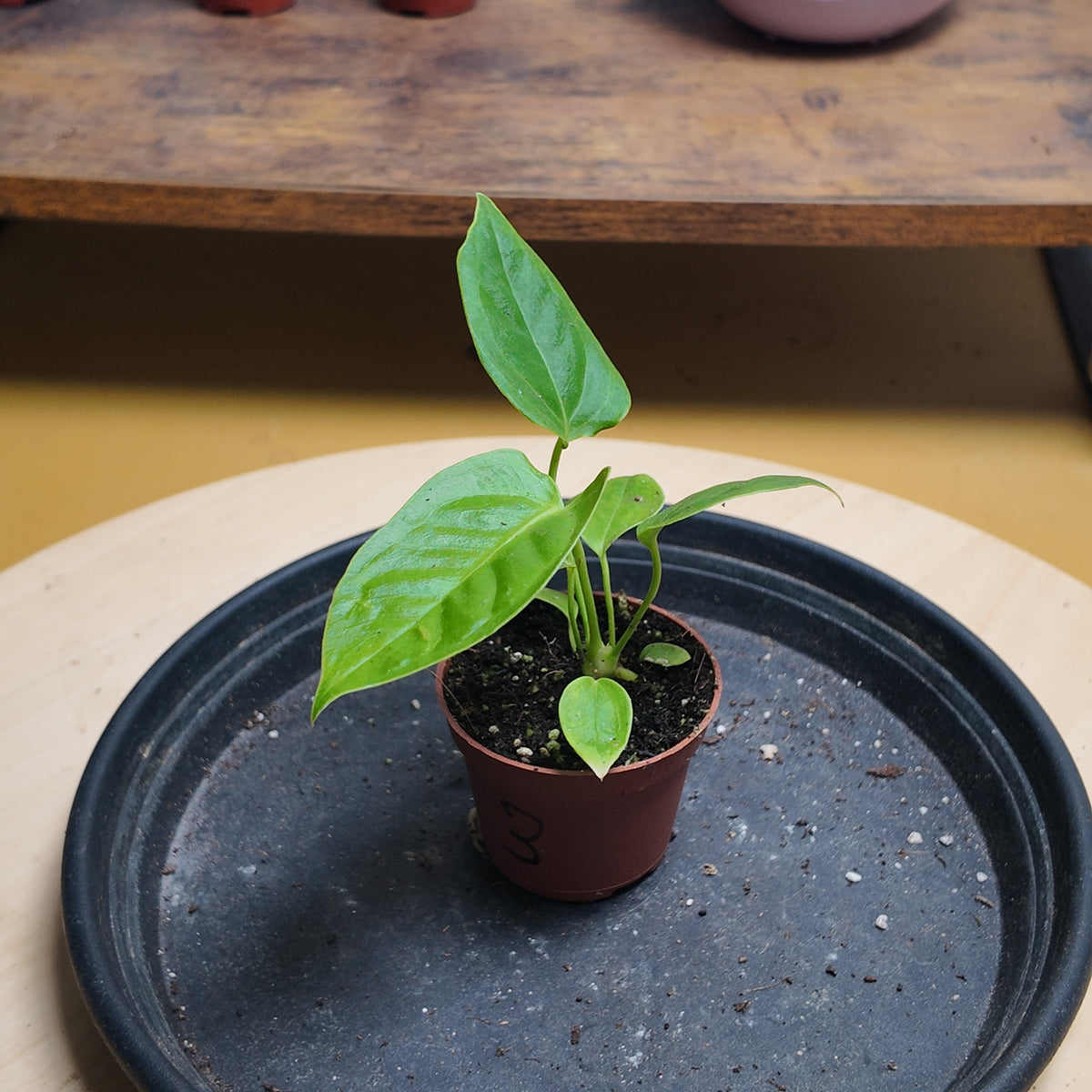 Anthurium vitchii