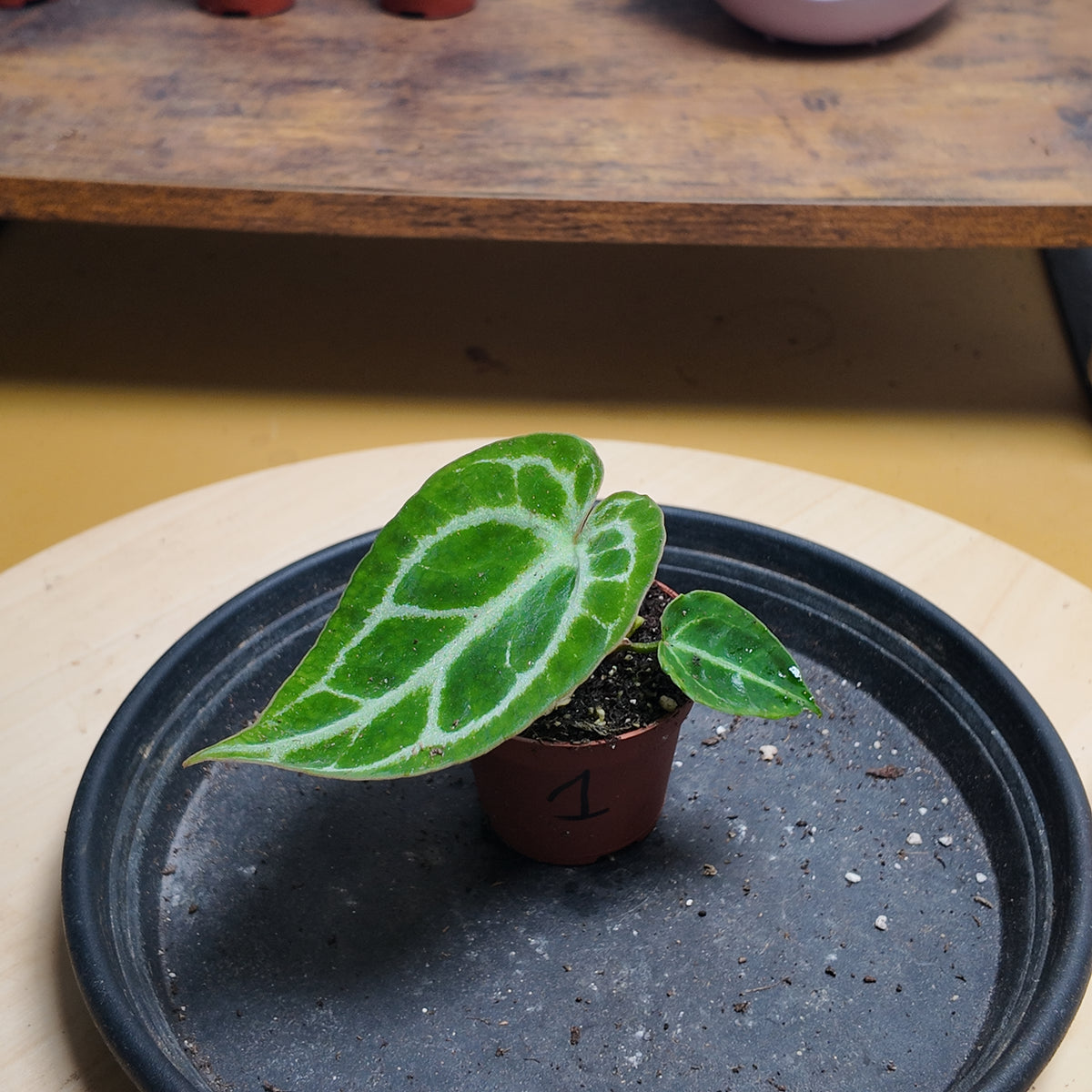 Anthurium DORAYAKI