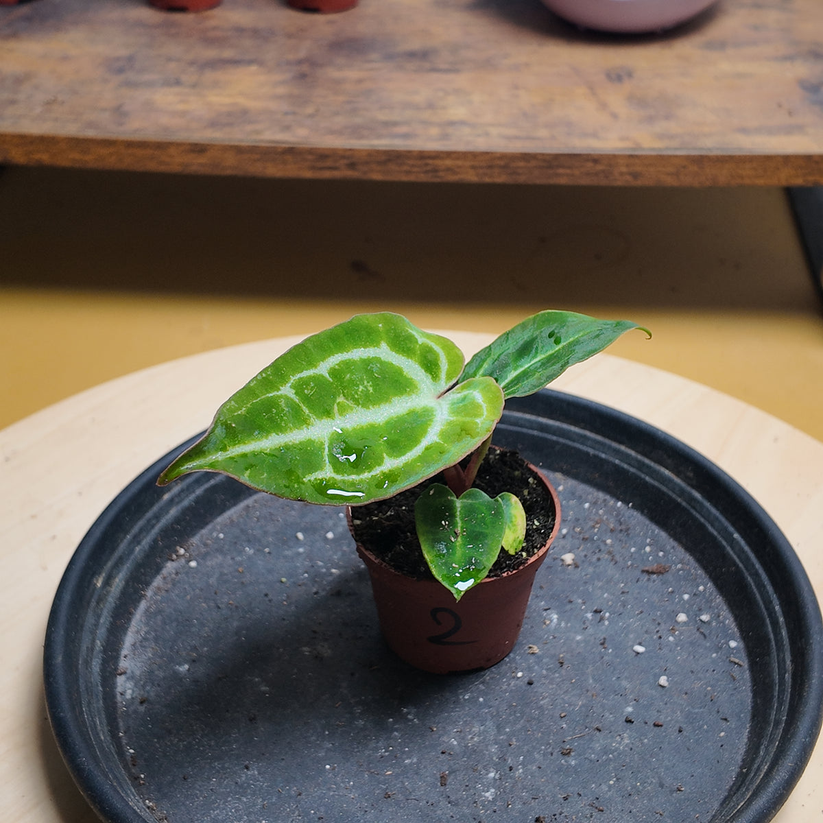 Anthurium crystallinum