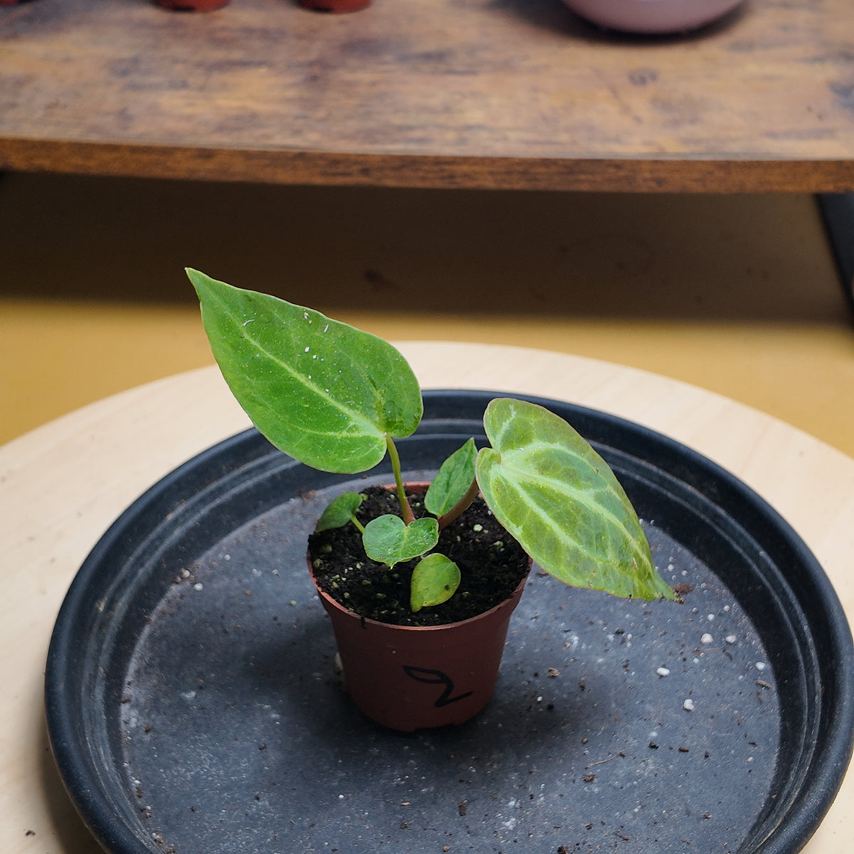 Anthurium DORAYAKI