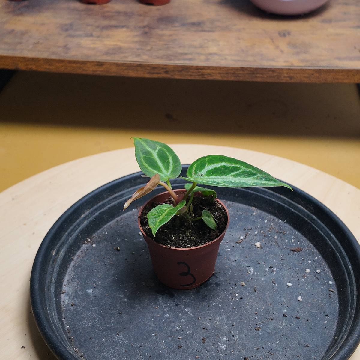 Anthurium DORAYAKI
