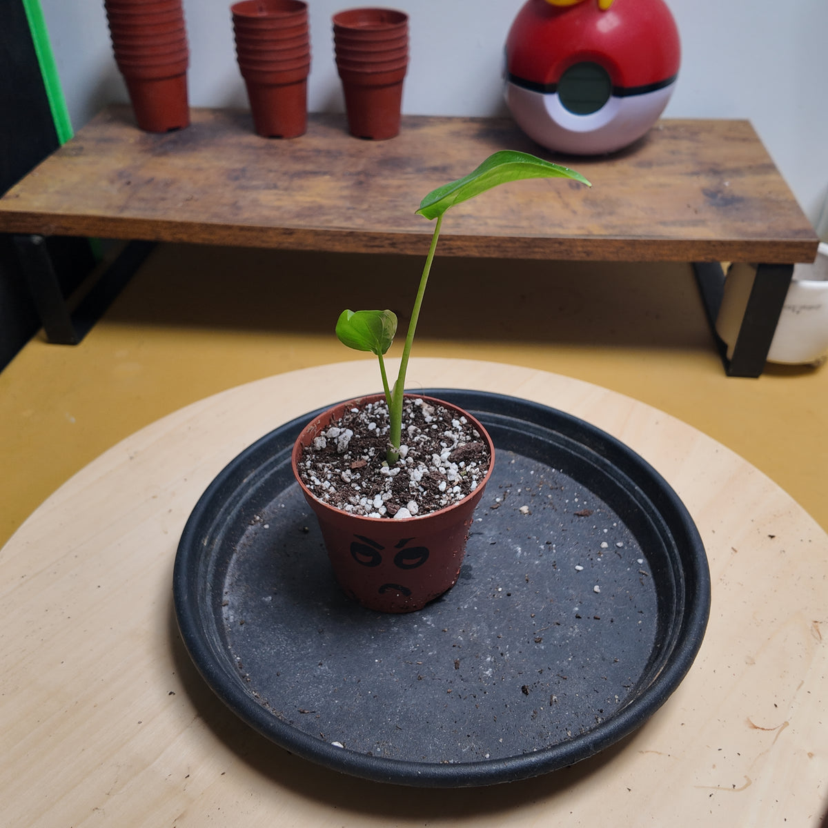 Alocasia cuculata aurea