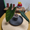 Alocasia scalprum