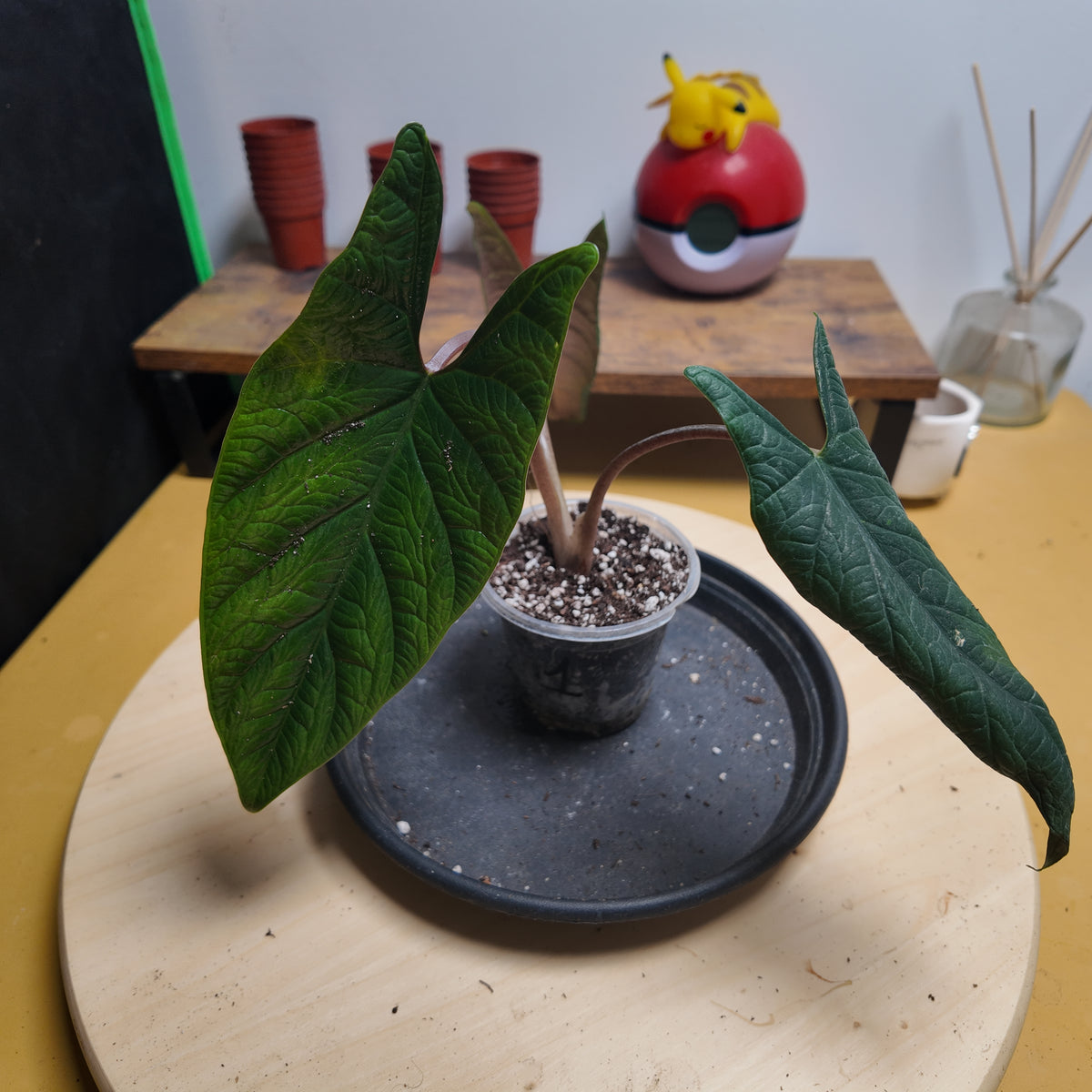 Alocasia scalprum