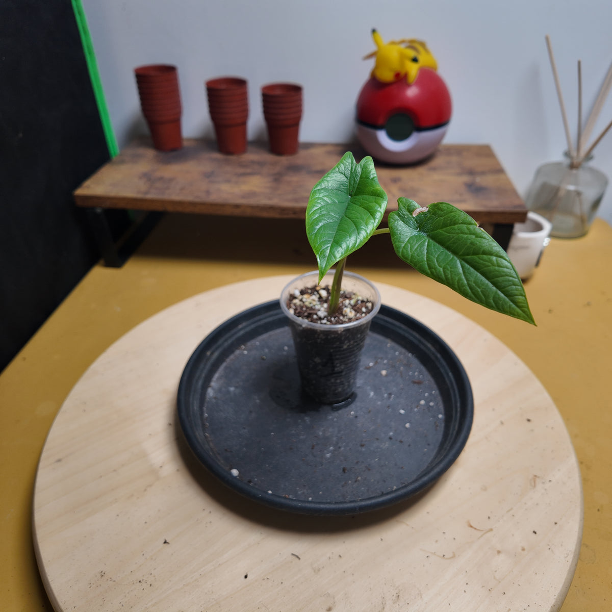 Alocasia platinium