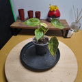 Alocasia wentii aurea