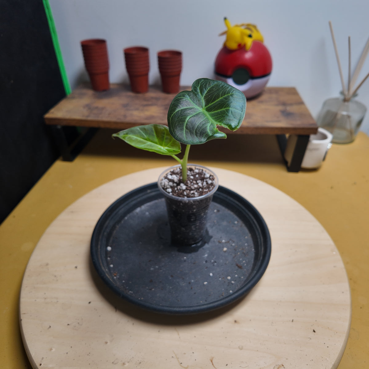 Alocasia wentii