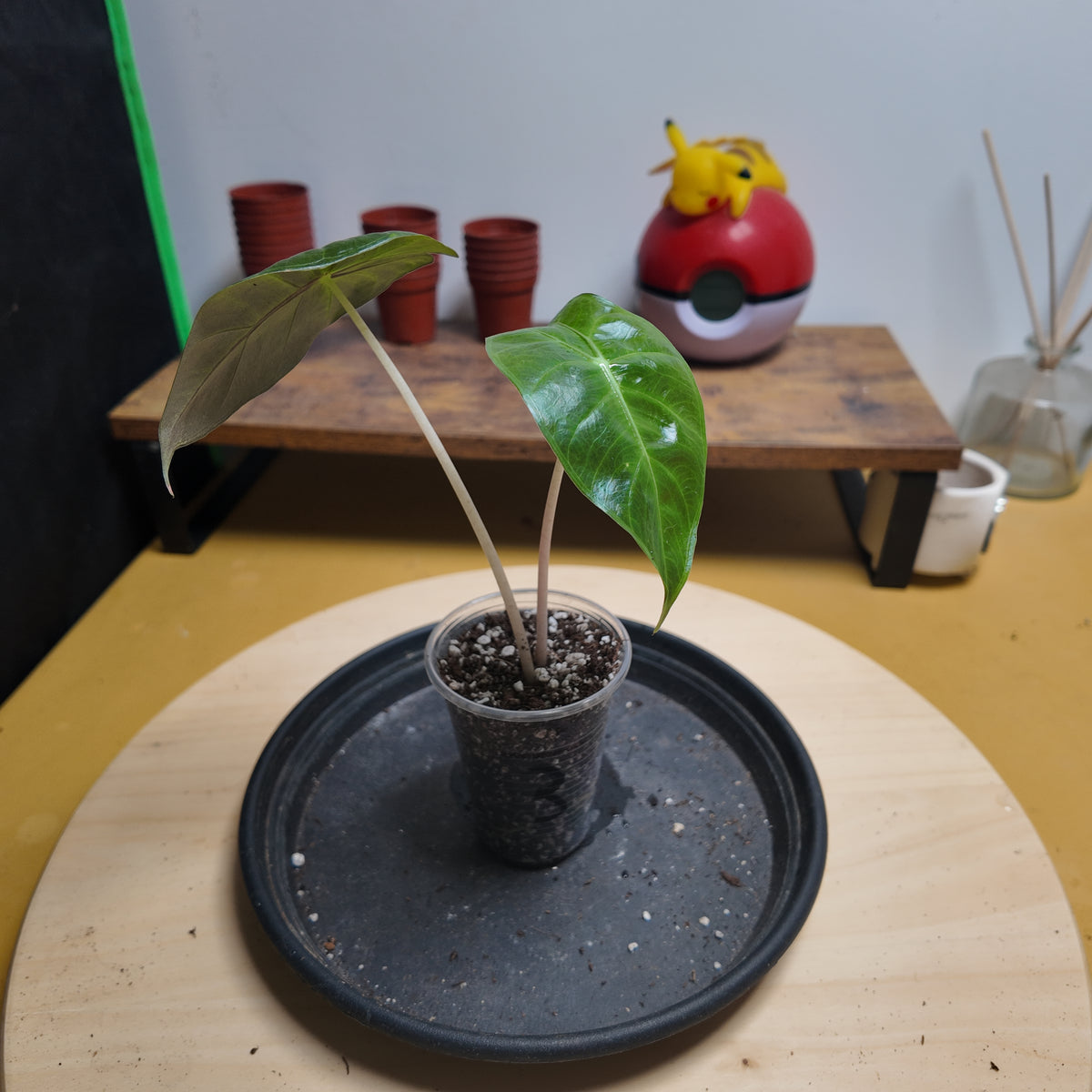 Alocasia pink dragon