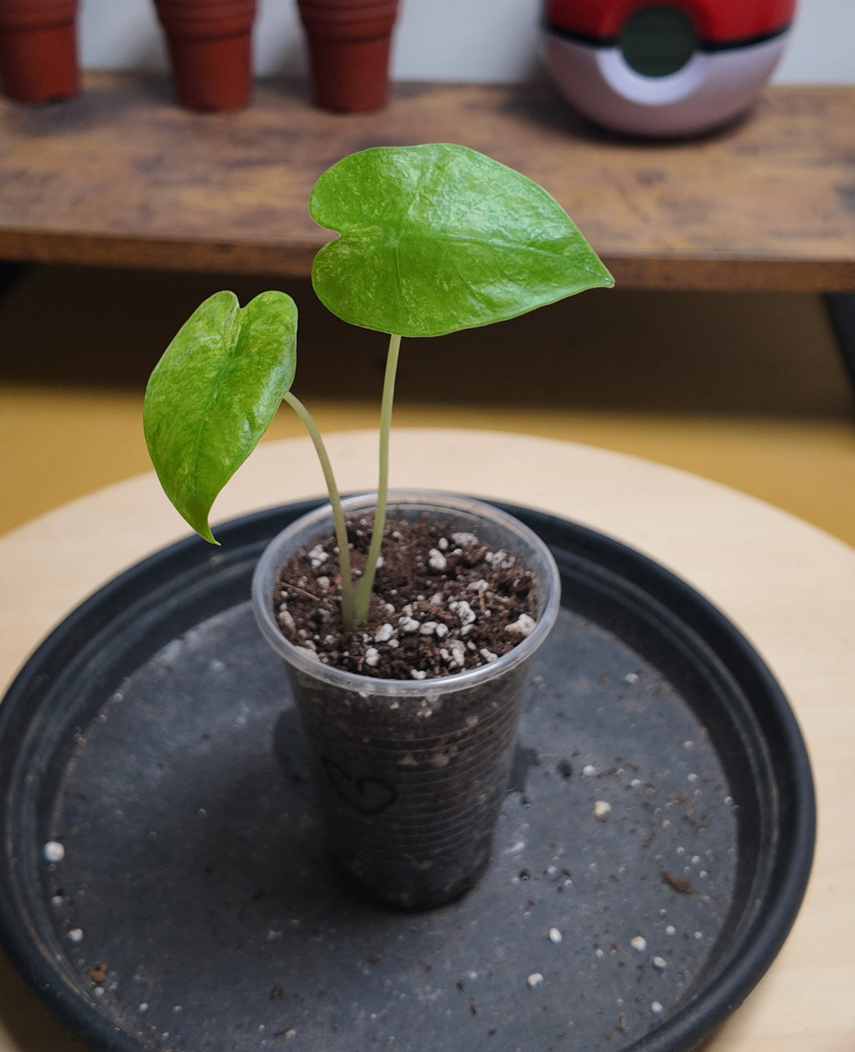 Alocasia macrorrhiza splash