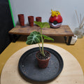 Alocasia ninja