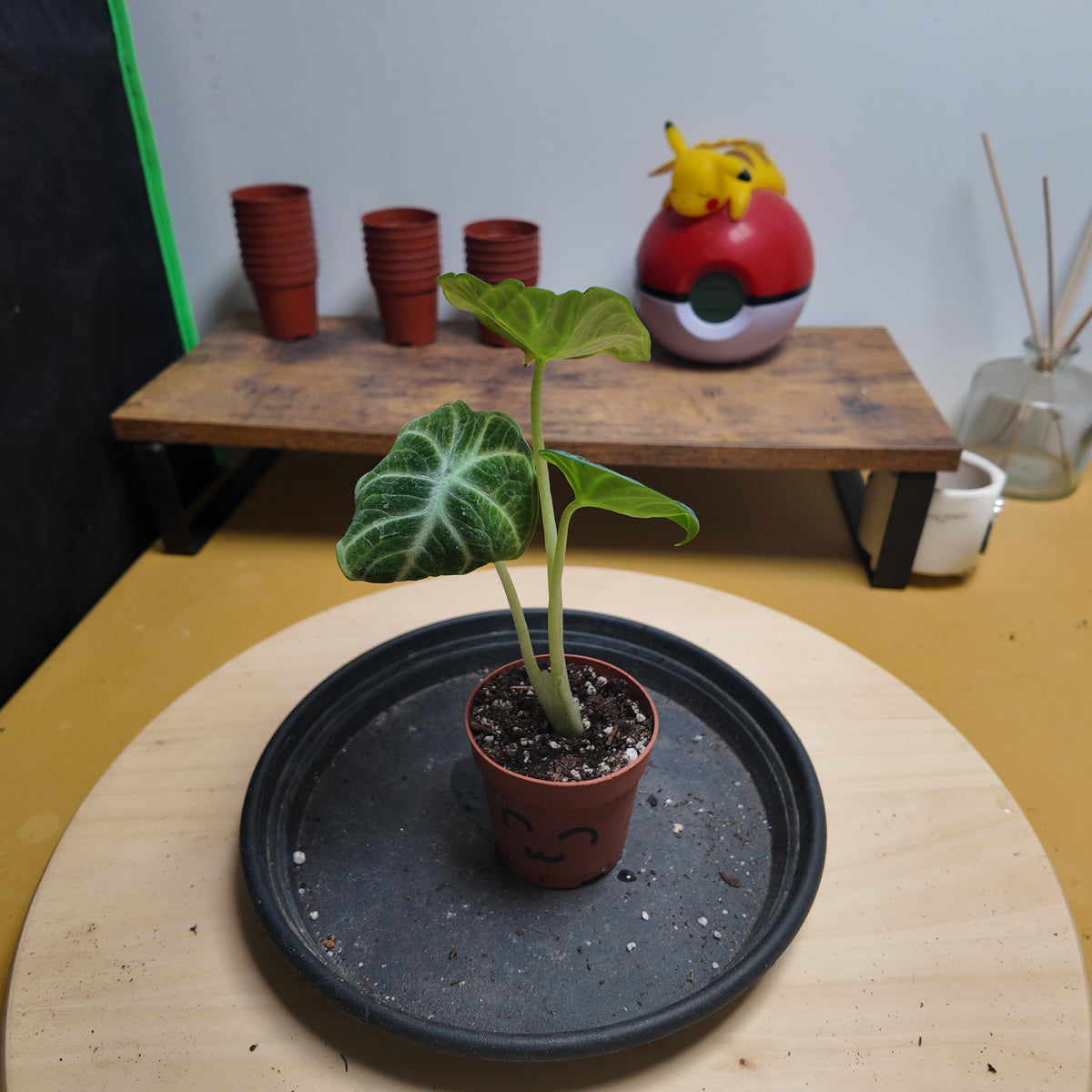 Alocasia ninja
