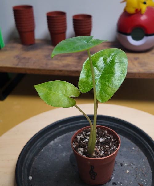 Alocasia macrorrhiza splash