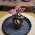 Syngonium 'Pink Perfection'