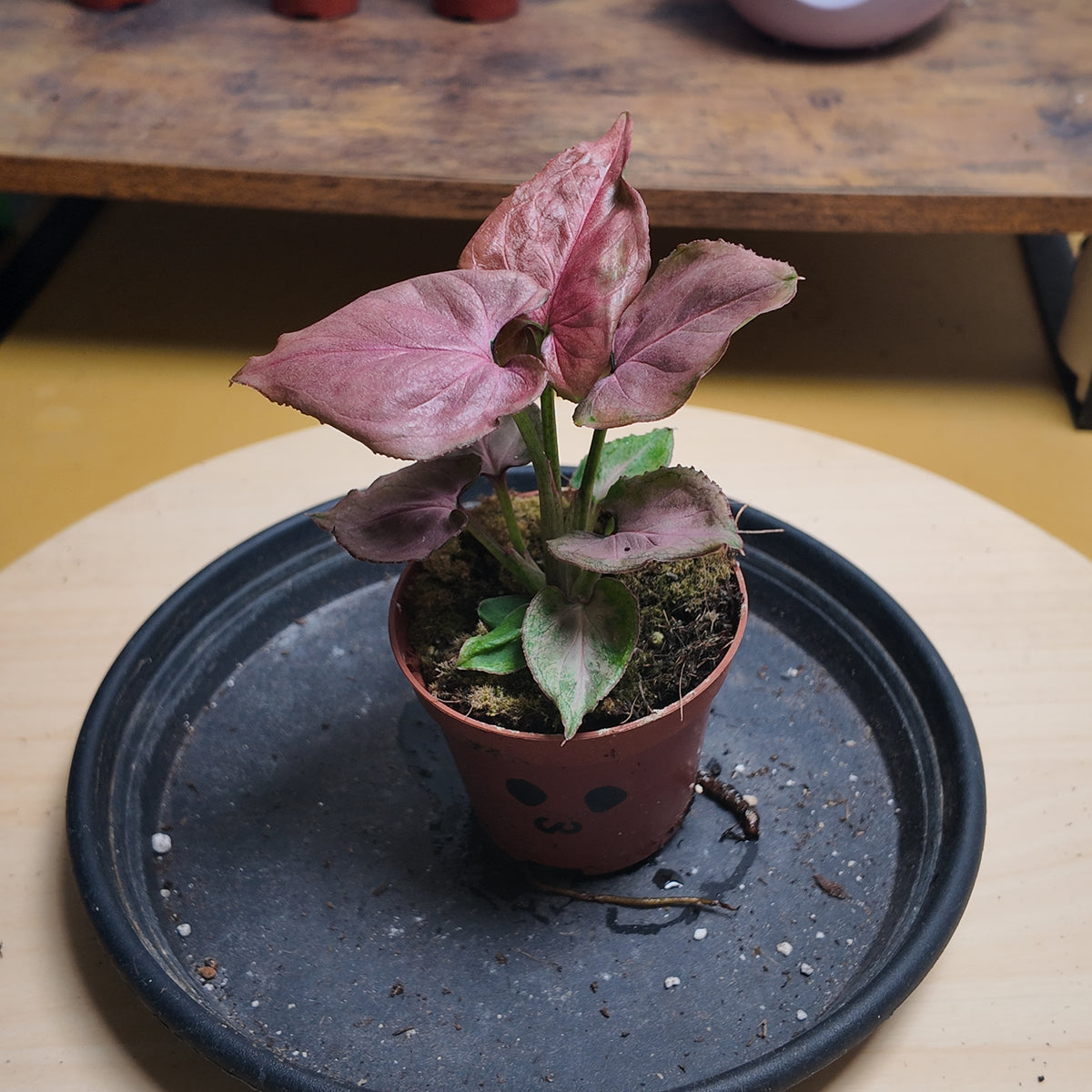 Syngonium 'Pink Perfection'