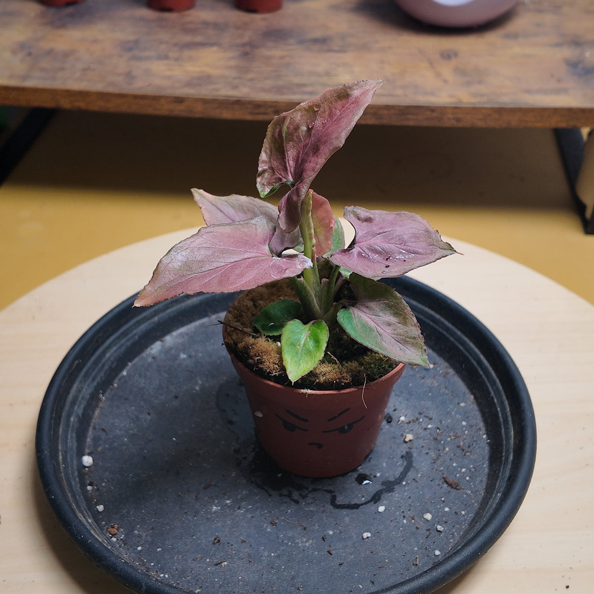 Syngonium 'Pink Perfection'