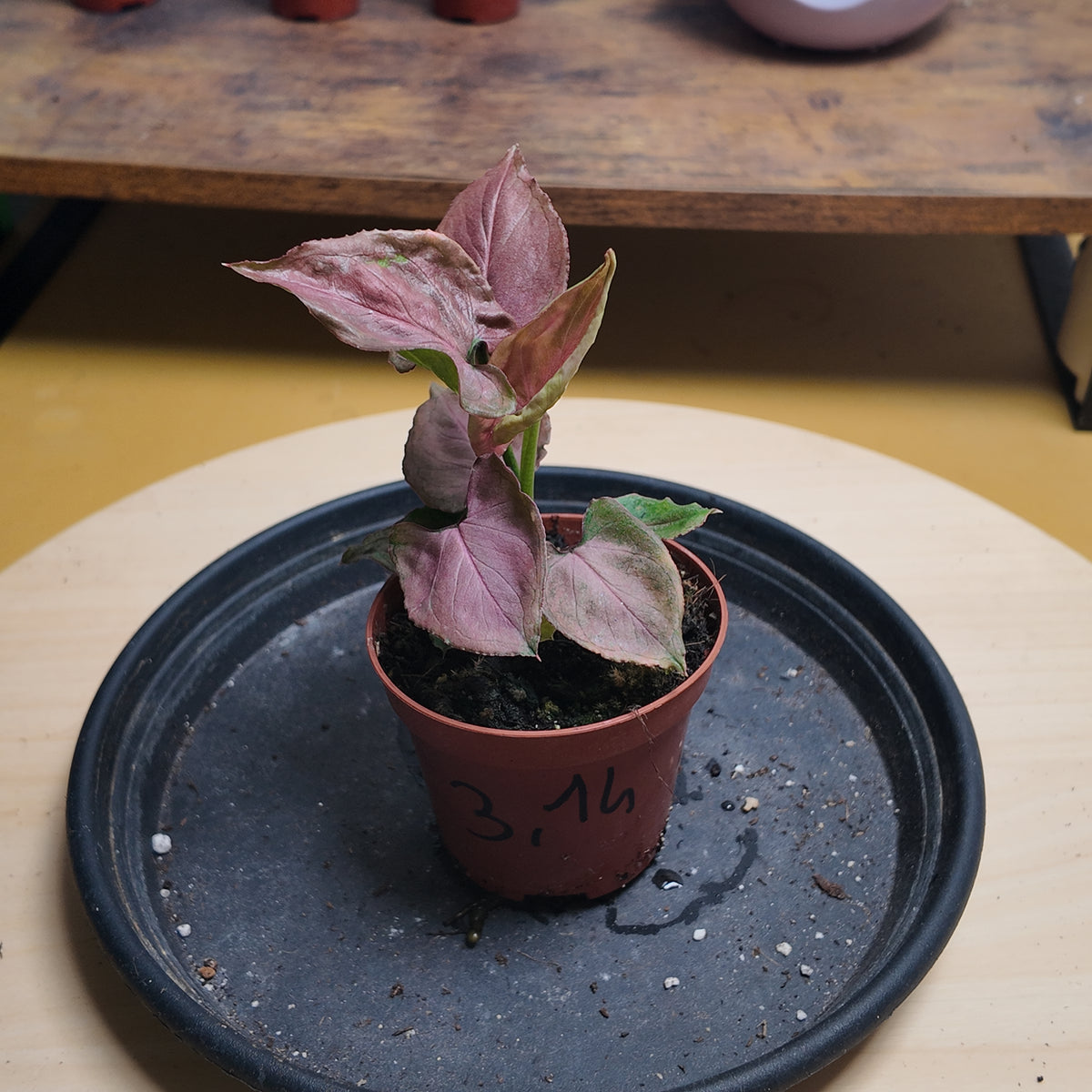 Syngonium 'Pink Perfection'