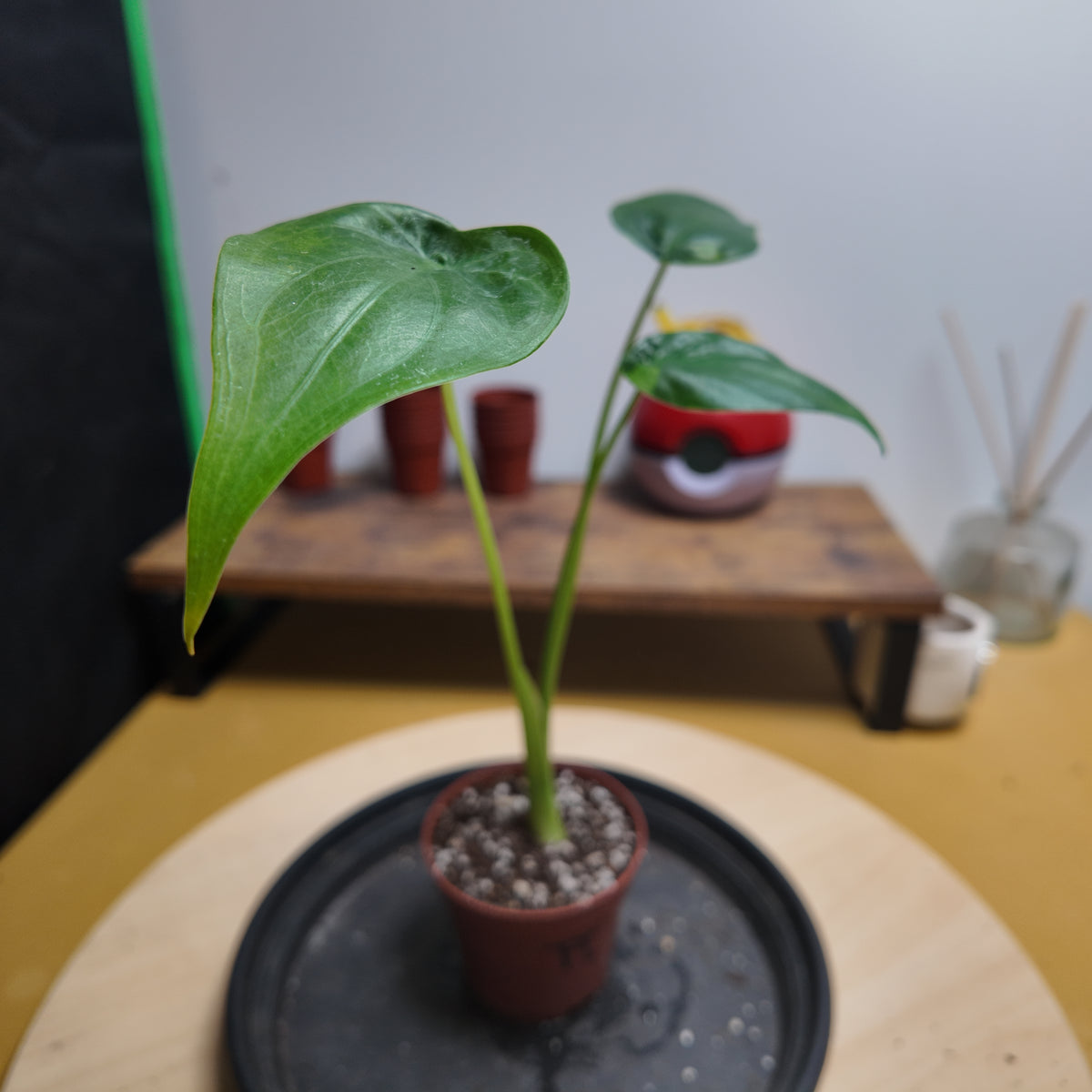 Alocasia cuculata aurea