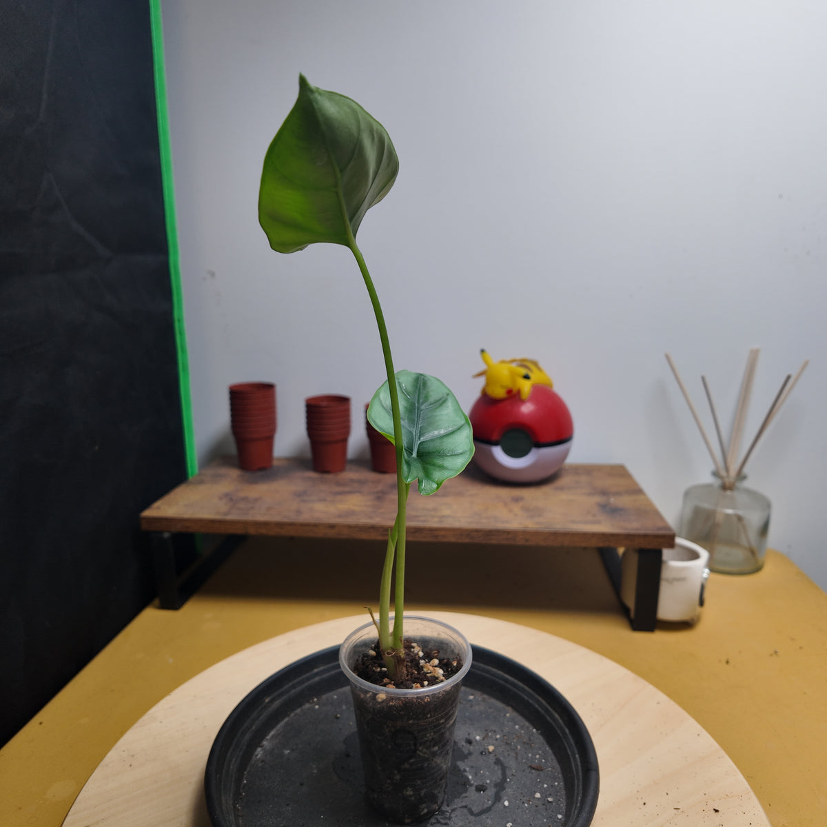 Alocasia regulata