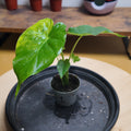 Alocasia gaegana aurea