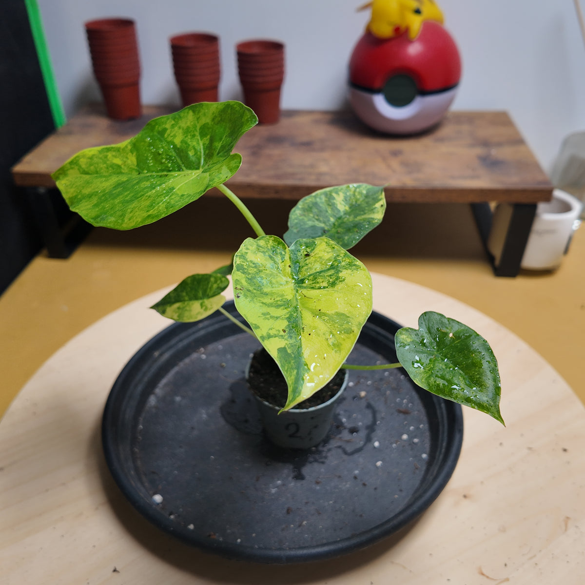 Alocasia gaegana aurea