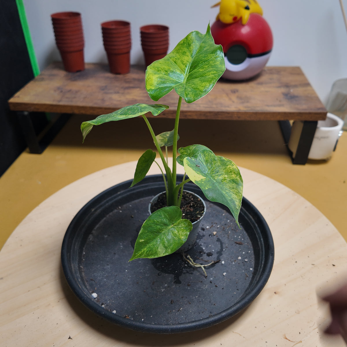 Alocasia gaegana aurea