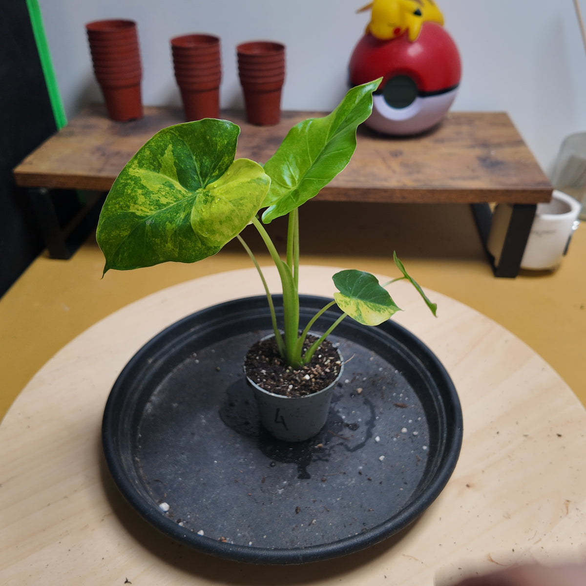 Alocasia gaegana aurea