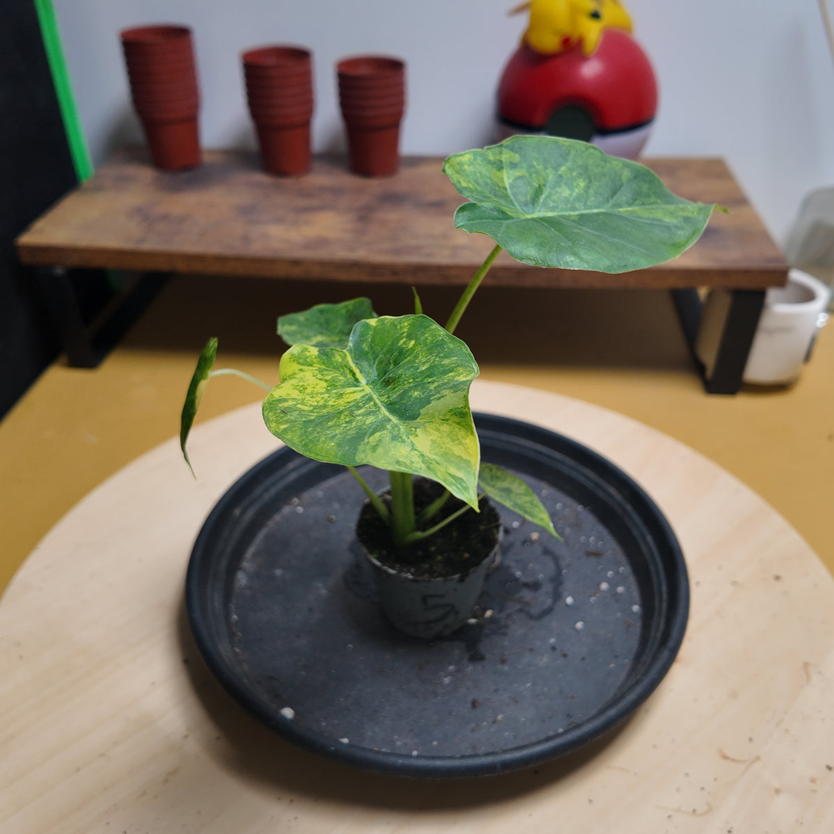 Alocasia gaegana aurea