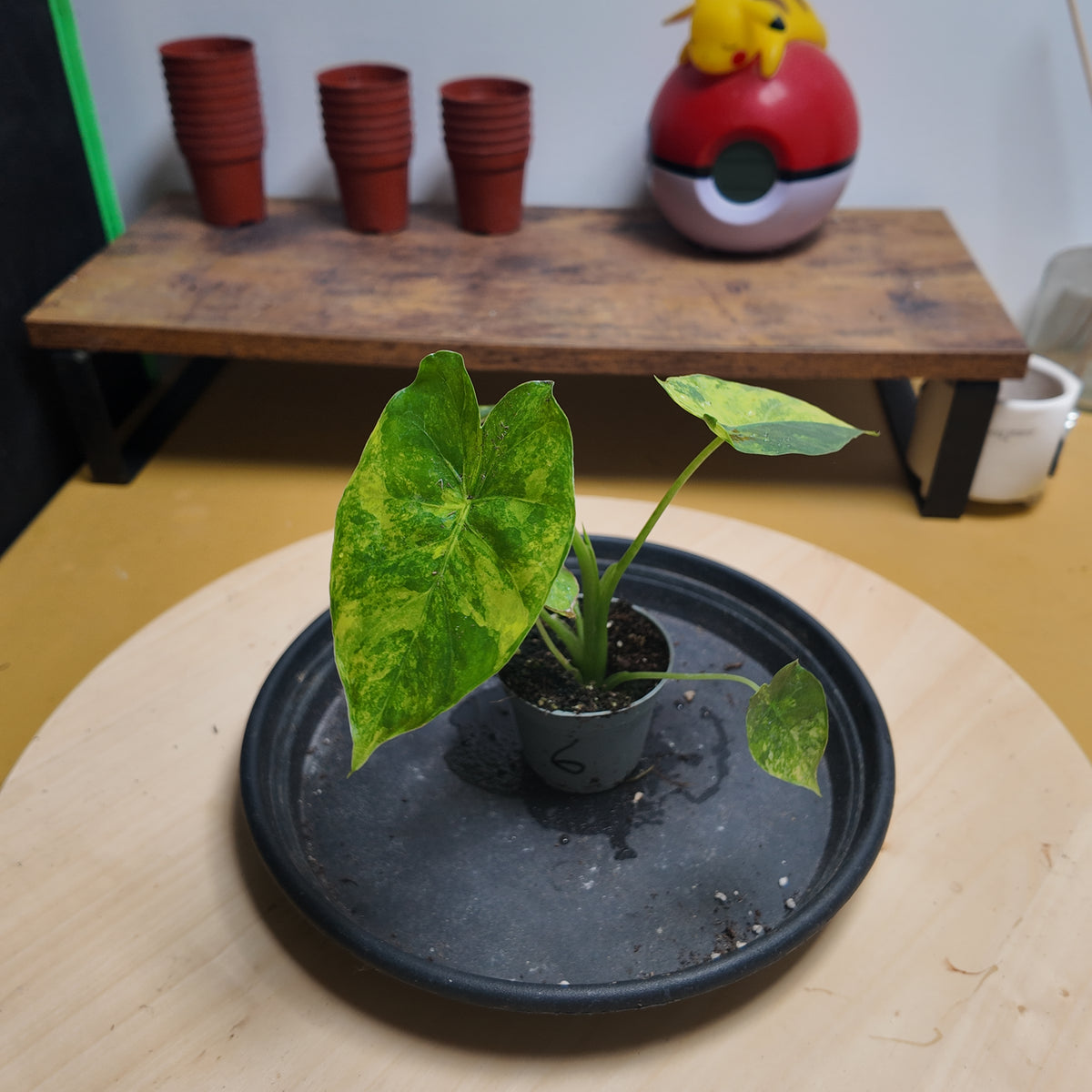 Alocasia gaegana aurea