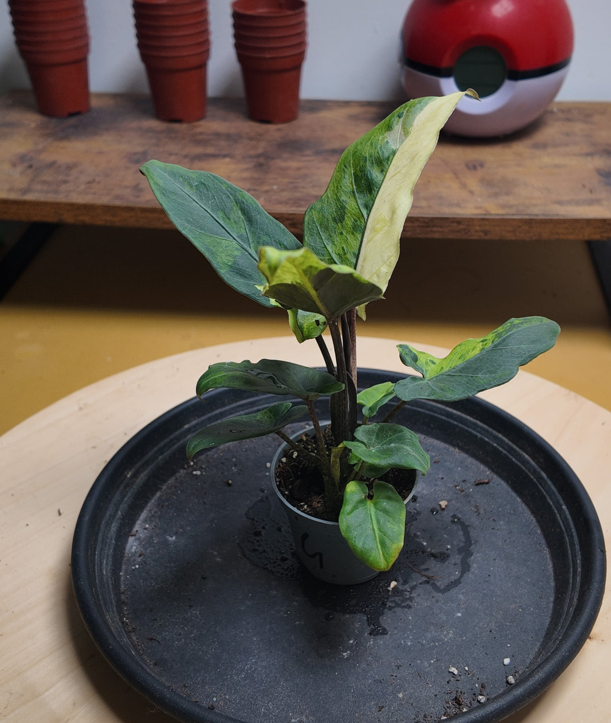 Alocasia lauterbachiana 'Variegata aurea '