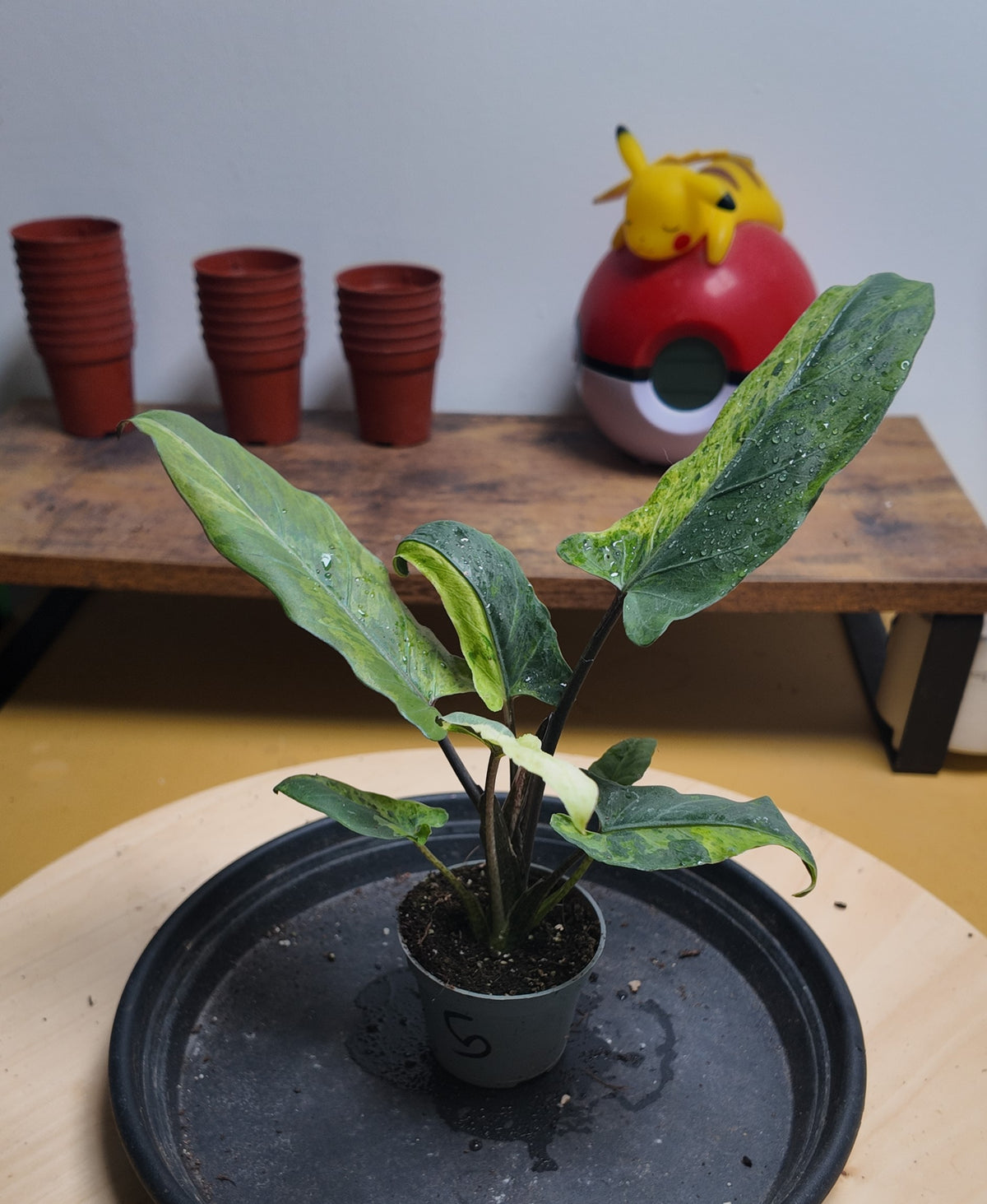 Alocasia lauterbachiana 'Variegata aurea '