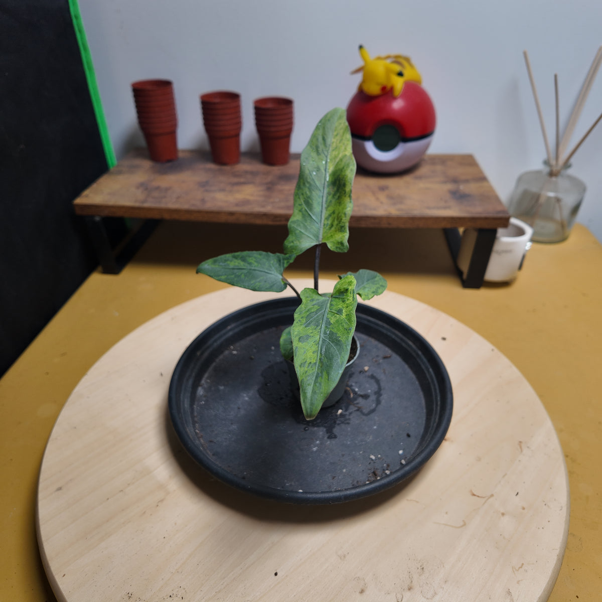 Alocasia lauterbachiana 'Variegata aurea '