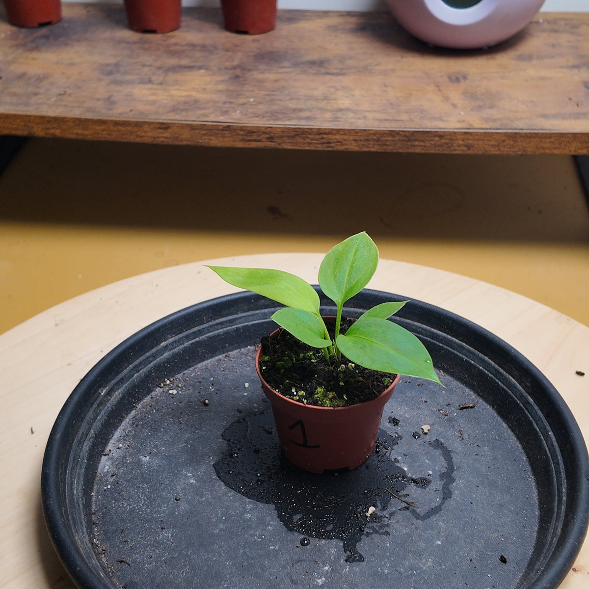 Anthurium vittariifolium