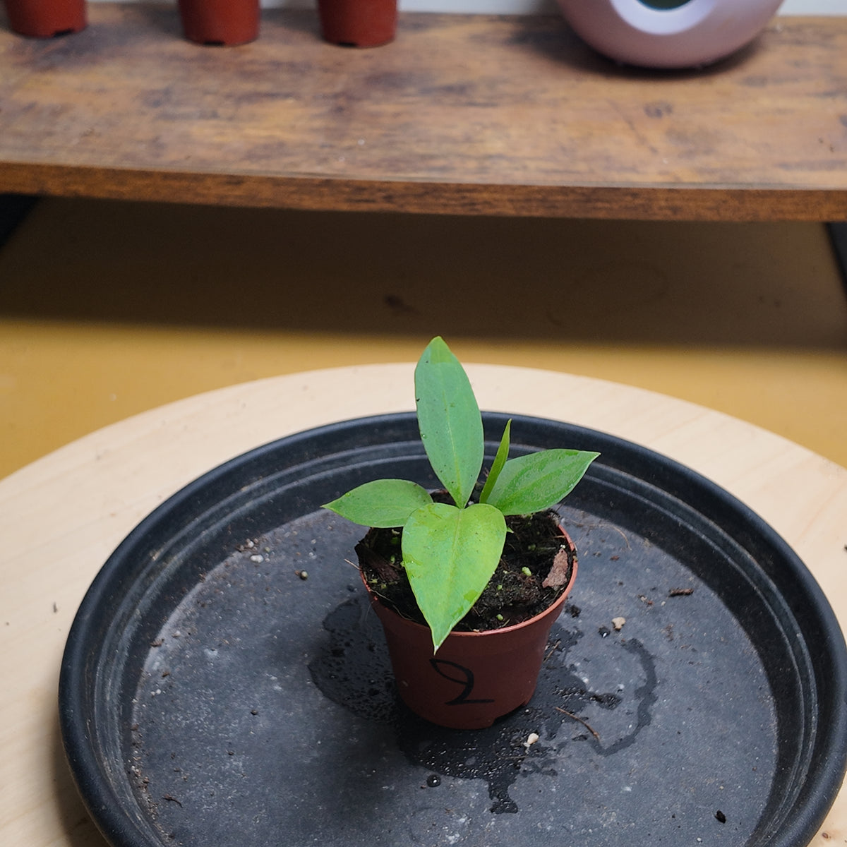 Anthurium vittariifolium