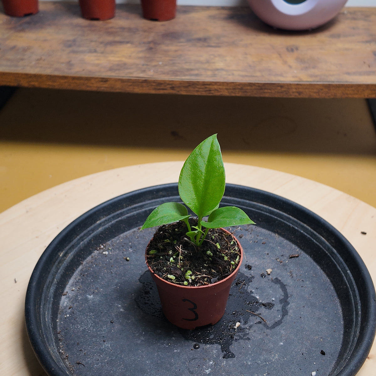 Anthurium vittariifolium